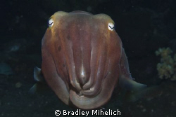 canon 450D
 by Bradley Mihelich 